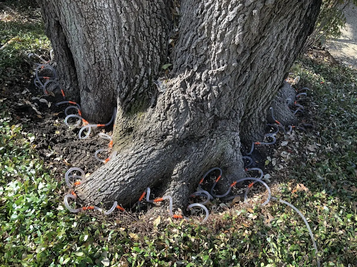 Detailed Tree Cabling and Bracing job site in Gloversville